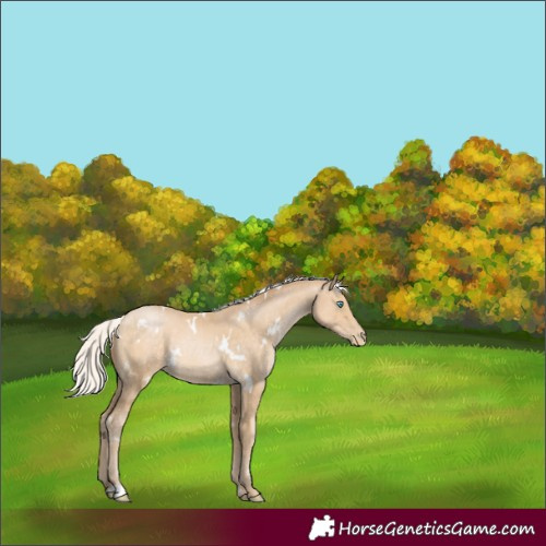 Horse Color:White Spotted Silver Buckskin Pearl 