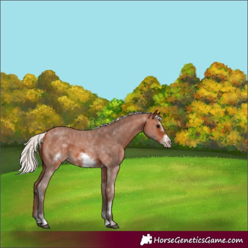 Horse Color:Silver Bay Sabino Frame 