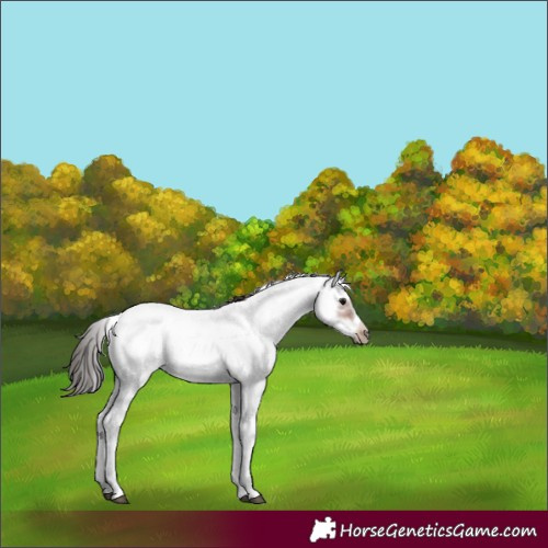 Horse Color:Bay Sabino Frame 