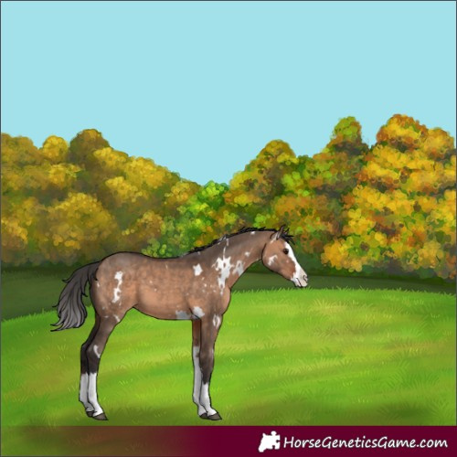Horse Color:White Spotted Bay Dun Splash 