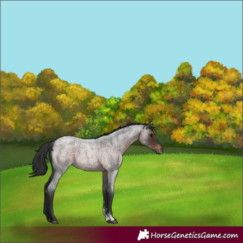 Horse Color:Brown Roan Sabino 