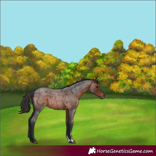 Horse Color:Brown Roan Sabino 