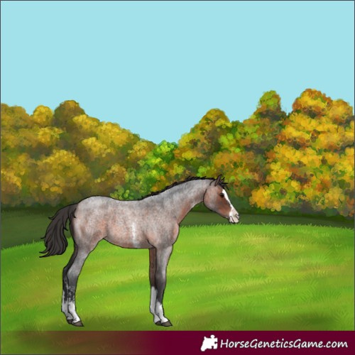 Horse Color:Bay Roan Sabino Splash 
