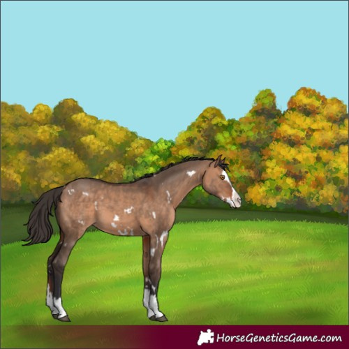 Horse Color:White Spotted Bay Dun Splash 