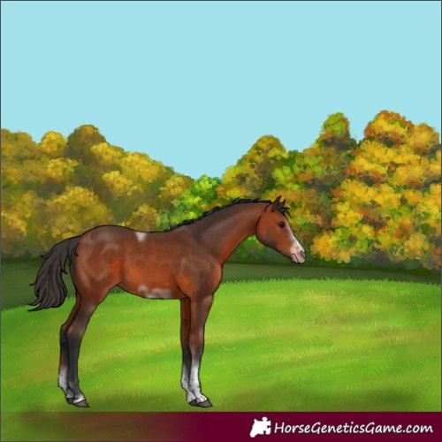 Horse Color:Bay Sabino Tobiano Frame Rabicano 
