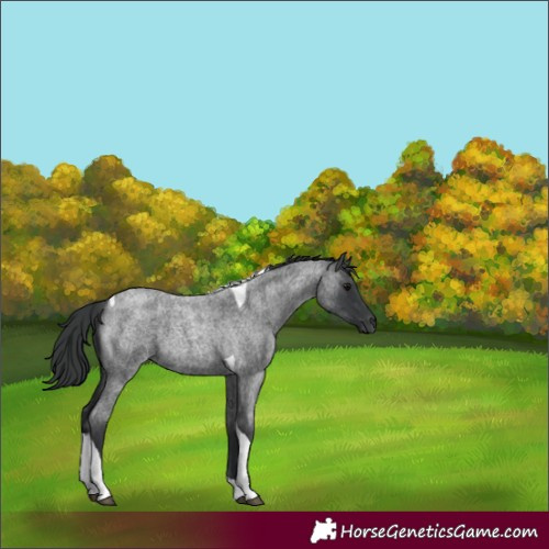 Horse Color:Blue Roan Tobiano 