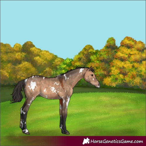 Horse Color:White Spotted Brown Dun 