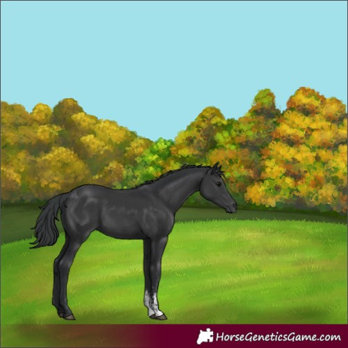 Horse Color:Black Sabino 