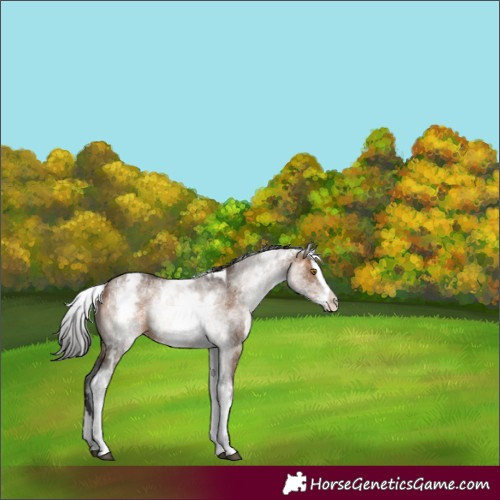 Horse Color:White Spotted Brown Dun Splash 