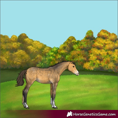 Horse Color:Buckskin Sabino 