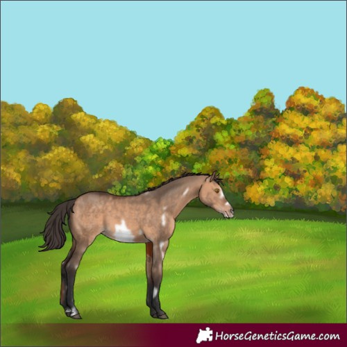 Horse Color:White Spotted Bay Dun Frame 
