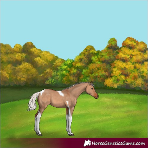 Horse Color:Silver Bay Dun Tobiano 