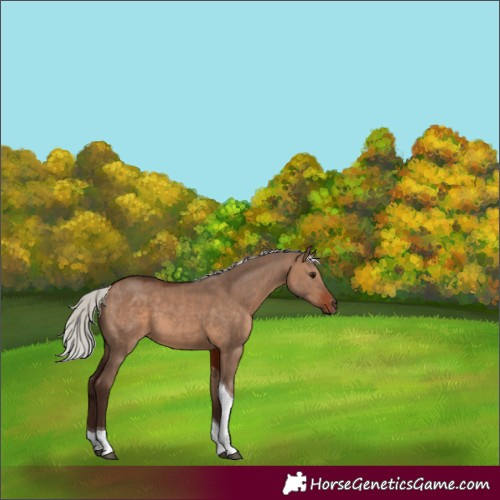 Horse Color:Silver Brown Dun Tobiano 