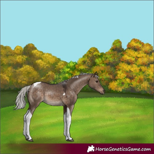 Horse Color:Silver Brown Dun Tobiano 