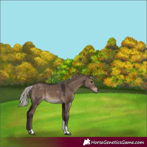 Horse Color:Silver Brown Dun Tobiano 
