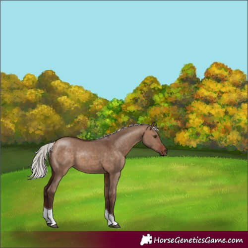 Horse Color:Silver Bay Dun Tobiano Rabicano 