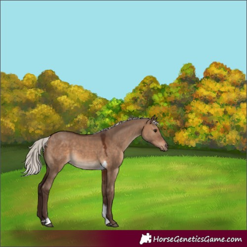 Horse Color:Silver Brown Dun Tobiano 