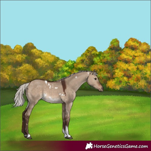 Horse Color:White Spotted Silver Brown Dun Tobiano 
