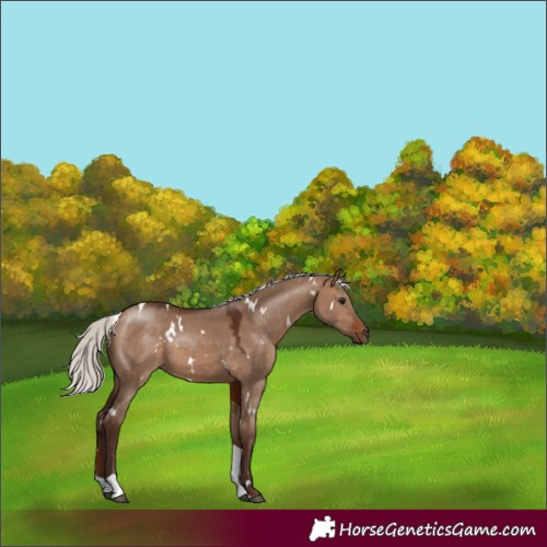 Horse Color:White Spotted Silver Brown Dun Tobiano 