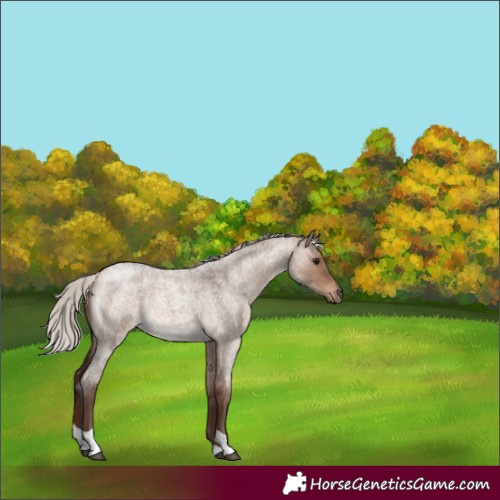 Horse Color:Silver Brown Roan Dun Tobiano 