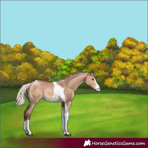 Horse Color:Silver Bay Dun Sabino Tobiano 