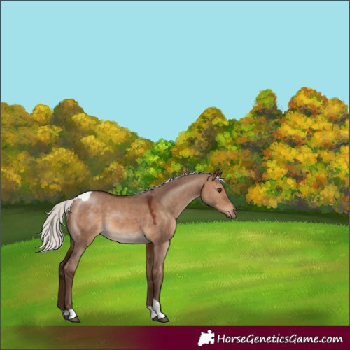 Horse Color:Silver Bay Dun Tobiano 