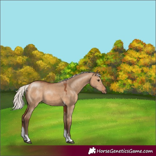 Horse Color:Silver Bay Dun Tobiano 