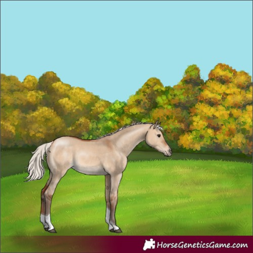 Horse Color:Silver Bay Dun Tobiano 