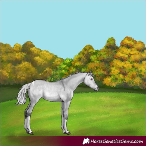 Horse Color:Silver Bay Chinchilla Dun Tobiano 