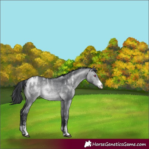 Horse Color:Brown Chinchilla Dun Sabino 