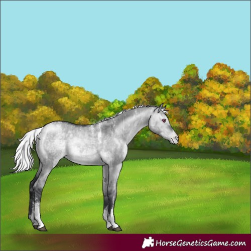 Horse Color:White Spotted Silver Brown Chinchilla Dun Appaloosa Brindle 