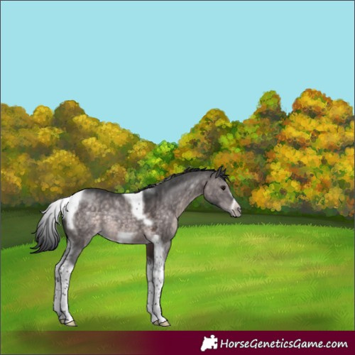 Horse Color:Platinum Brown Dun Tobiano Frame 