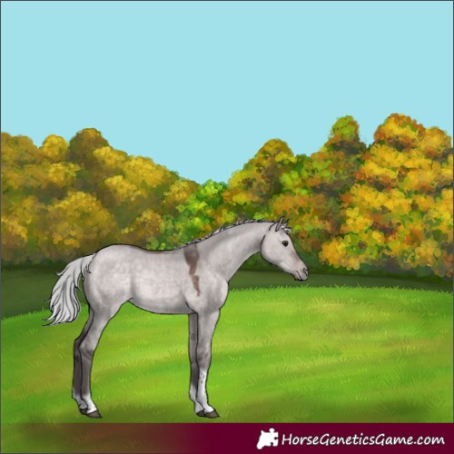 Horse Color:Platinum Silver Brown Dun Tobiano Frame 