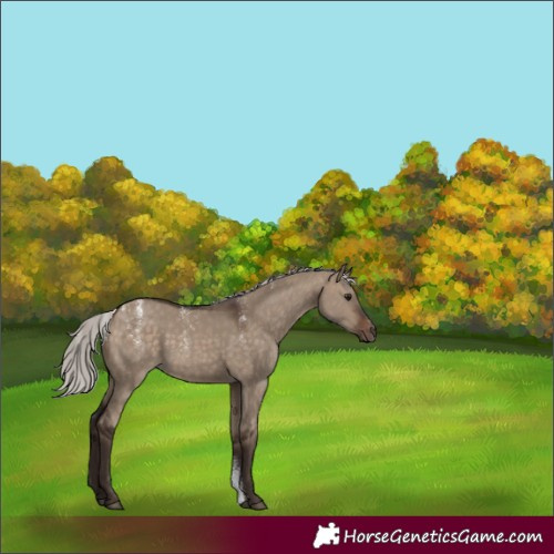 Horse Color:Silver Brown Dun 