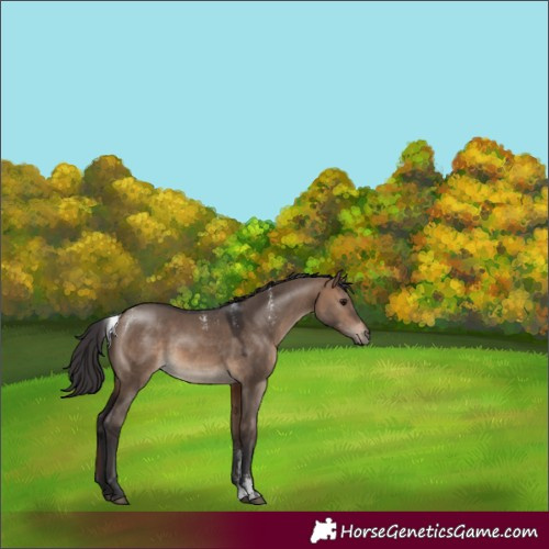 Horse Color:Brown Dun 