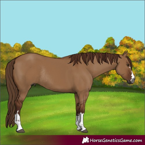 Horse Color:Gray Red Dun Rabicano