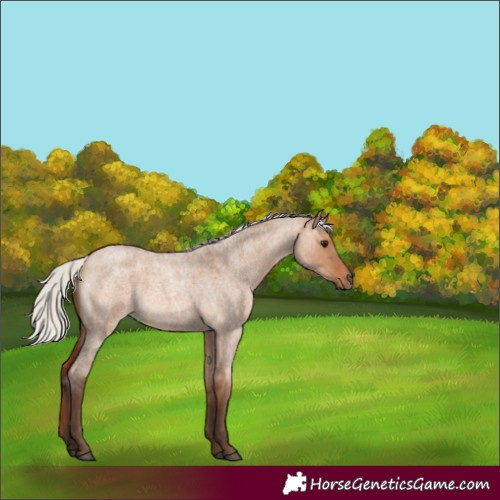 Horse Color:Silver Bay Roan Dun Rabicano 