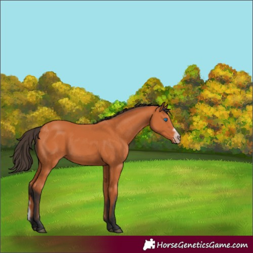 Horse Color:Bay Splash Frame