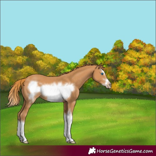 Horse Color:Chestnut Splash Frame 