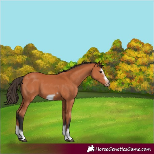 Horse Color:Bay Splash Frame