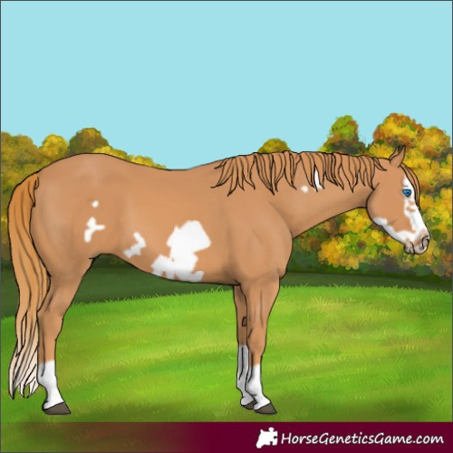 Horse Color:Chestnut Splash Frame