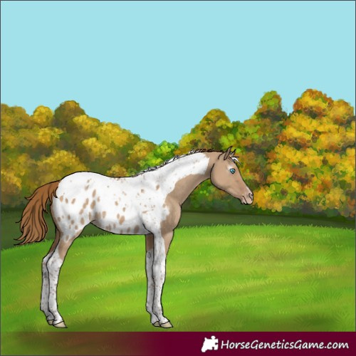 Horse Color:Gray Smoky Creme Dun Tobiano Appaloosa 