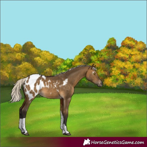 Horse Color:Gray Silver Buckskin Dun Tobiano Appaloosa 