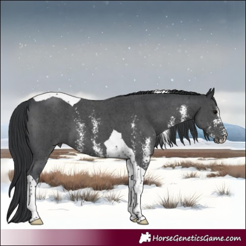 Horse Color:Platinum Black Sabino Tobiano 