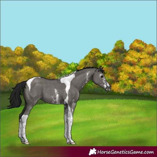 Horse Color:Gray Grullo Sabino Tobiano 