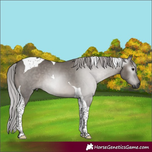 Horse Color:Gray Platinum Silver Grullo Tobiano 