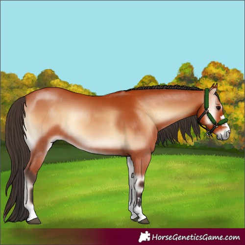 Horse Color:Bay Onyx