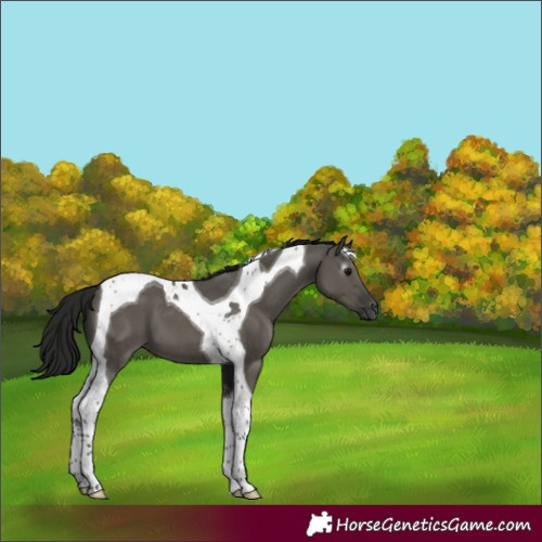 Horse Color:Gray Smoky Grullo Tobiano 