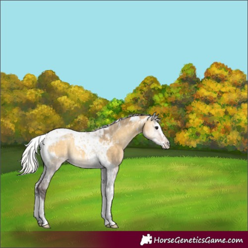 Horse Color:Silver Buckskin Onyx Splash Tobiano 