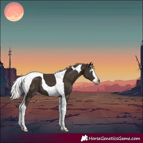Horse Color:Gray Silver Smoky Black Splash Tobiano 